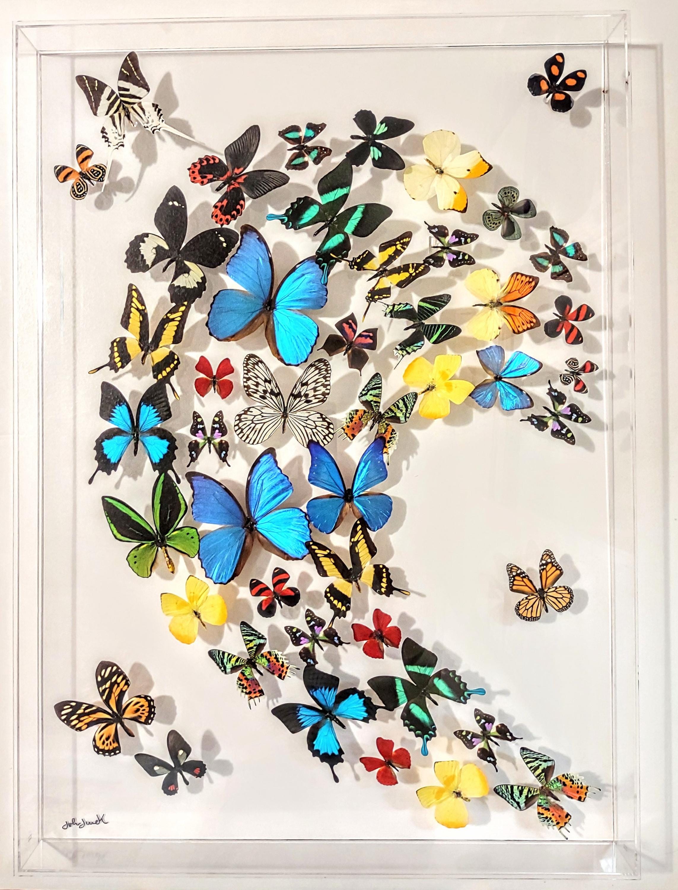 25x35 Mounted butterflies, real butterfly, butterfly display, framed butterflies, mounted butterflies, preserved butterfly