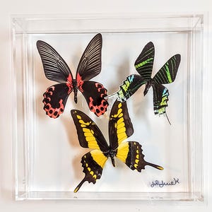 butterfly display, framed butterflies, mounted butterflies, butterfly art, real butterfly artwork, butterflies in acrylic cases