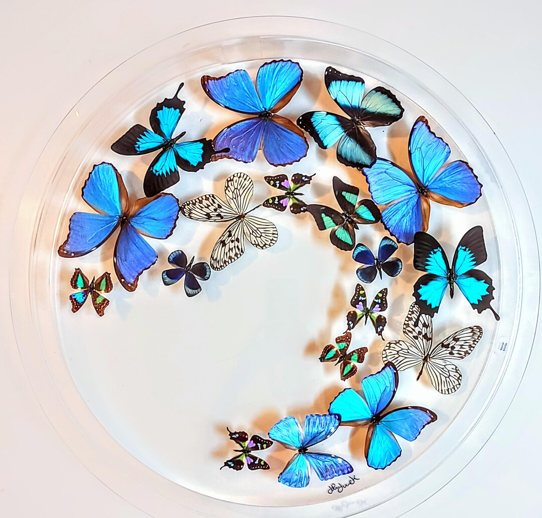 Butterfly Display, Framed Butterflies, Mounted Butterflies, Butterfly ...