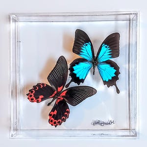 butterfly display, framed butterflies, mounted butterflies, butterfly art, real butterfly artwork, butterflies in acrylic cases