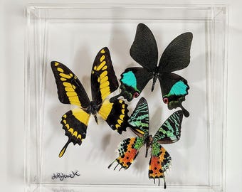 butterfly display, framed butterflies, mounted butterflies, butterfly art, preserved butterflies, butterfly taxidermy, butterfly collection