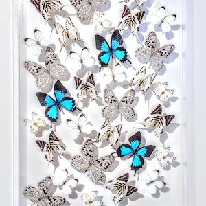 May include: A framed display of butterflies with a variety of black and white patterns, including two blue butterflies with black markings. The frame is clear acrylic and the background is white.