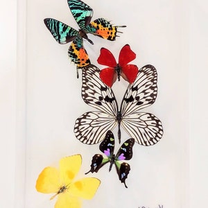 butterfly display, framed butterflies, mounted butterflies, butterfly art, real butterfly artwork, butterflies in acrylic cases