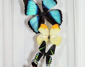 butterfly display, framed butterflies, mounted butterflies, butterfly art, preserved butterfly, butterfly taxidermy, butterfly collection