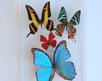 butterfly display, framed butterflies, mounted butterflies, butterfly art, preserved butterfly, butterfly taxidermy, butterfly collection