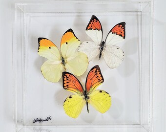 butterfly display, framed butterflies, mounted butterflies, butterfly art, preserved butterflies, butterfly taxidermy, butterfly collection
