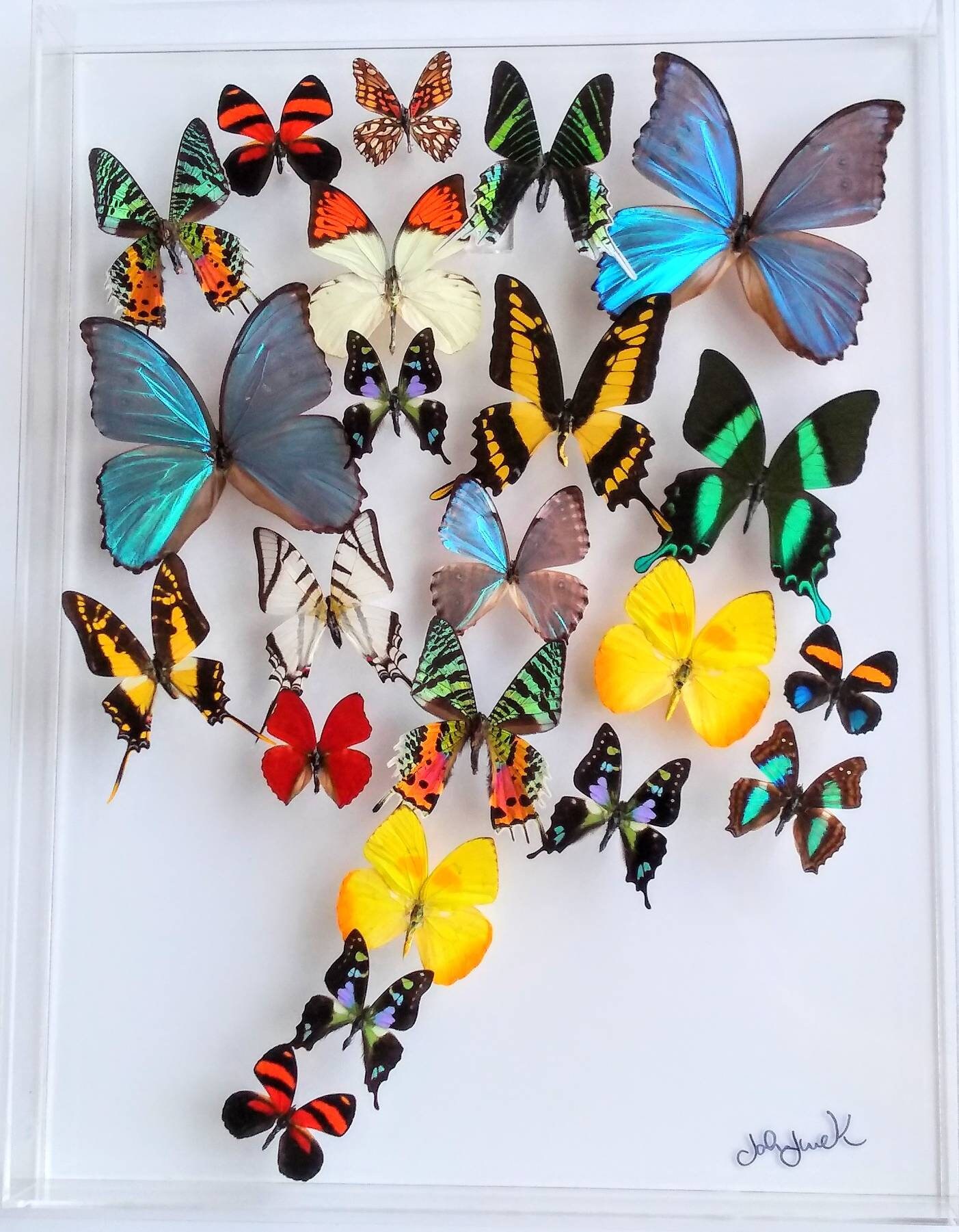 Butterfly Display Framed Butterflies Mounted Butterflies Etsy