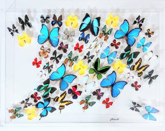 25x35 Mounted butterflies, real butterfly, butterfly display, framed butterflies, mounted butterflies, preserved butterfly
