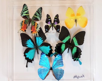 Esposizione di farfalle, farfalle incorniciate, farfalle montate, arte delle farfalle, farfalle conservate, tassidermia di farfalle, collezione di farfalle - Italia