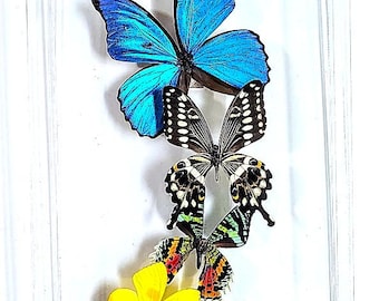 butterfly display, framed butterflies, mounted butterflies, butterfly art, preserved butterfly, butterfly taxidermy, butterfly collection