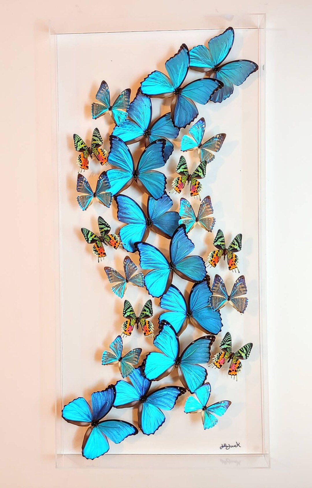 Butterfly Displays, Butterfly Art, Real Butterfly Artwork, Mounted Butterflies Butterfly in a