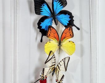 butterfly display, framed butterflies, mounted butterflies, butterfly art, preserved butterfly, butterfly taxidermy, butterfly collection