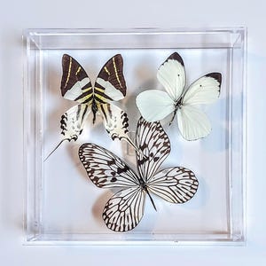 butterfly display, framed butterflies, mounted butterflies, butterfly art, real butterfly artwork, butterflies in acrylic cases