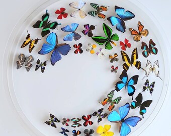 butterfly display, framed butterflies, mounted butterflies, butterfly art, preserved butterfly, butterfly taxidermy, butterfly collection