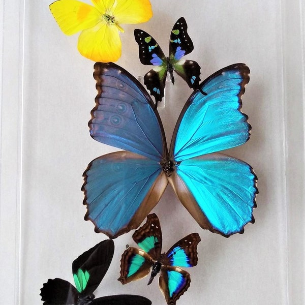 Mounted Butterflies Etsy