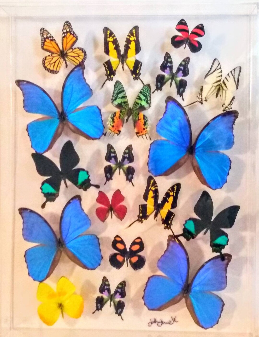 NEW Framed Butterflies, Mounted Butterflies, Butterfly Displays, Butterfly Art, Real Butterfly
