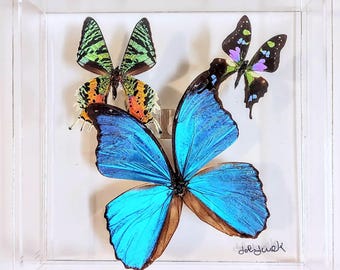 butterfly display, framed butterflies, mounted butterflies, butterfly art, real butterfly artwork, butterflies in acrylic cases