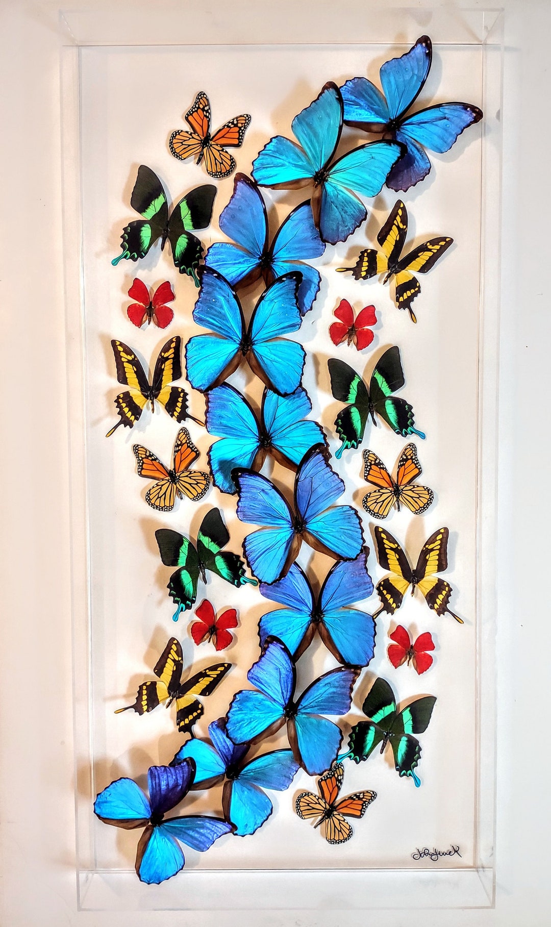 NEW Butterfly Displays, Real Butterfly Artwork, Mounted Butterflies Butterfly in a Frame Framed