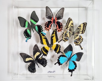 butterfly display, framed butterflies, mounted butterflies, butterfly art, real butterfly artwork, butterflies in acrylic cases