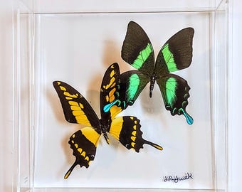 butterfly display, framed butterflies, mounted butterflies, butterfly art, preserved butterflies, butterfly taxidermy, butterfly collection