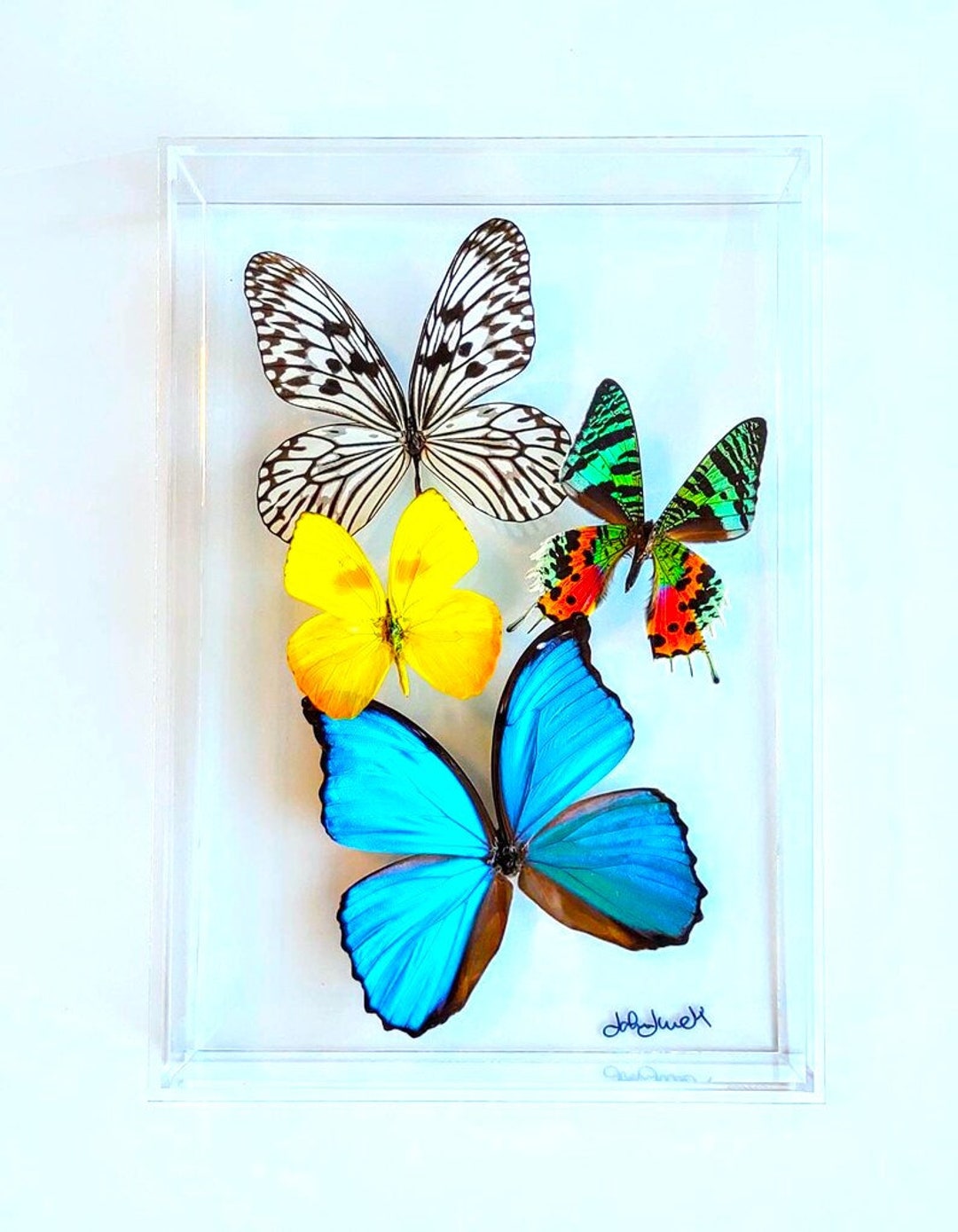 Butterfly Display, Framed Butterflies, Mounted Butterflies, Butterfly ...