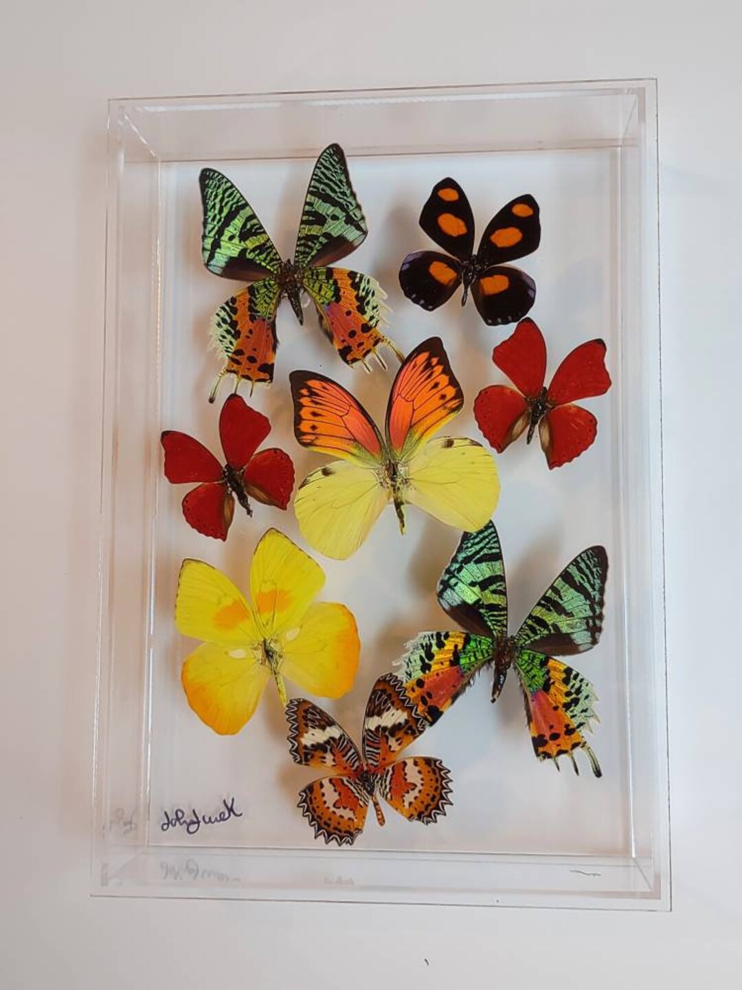 Butterfly Display Framed Butterflies Mounted Butterflies Etsy
