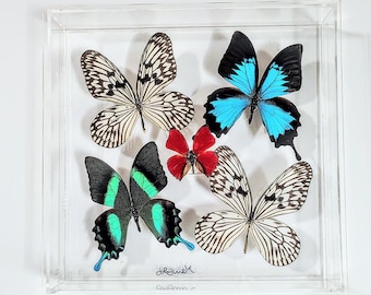 10x10 NEW!, Real butterfly display, Real butterflies mounted in an acrylic display , framed butterflies, morpho, butterfly art