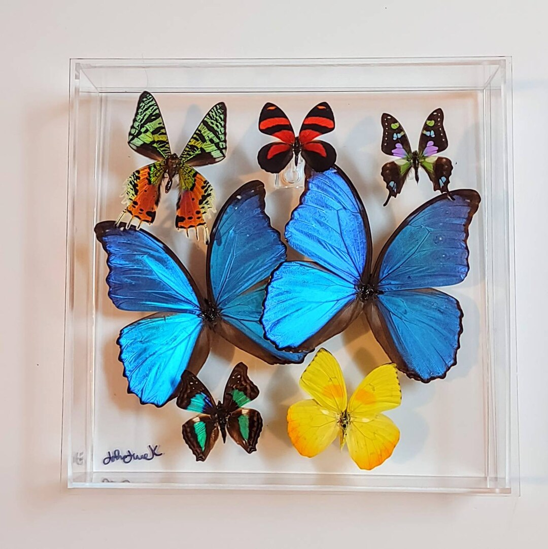 Butterfly Display, Framed Butterflies, Mounted Butterflies, Butterfly ...