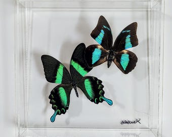 butterfly display, framed butterflies, mounted butterflies, butterfly art, preserved butterflies, butterfly taxidermy, butterfly collection