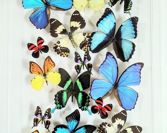 butterfly display, framed butterflies, mounted butterflies, butterfly art, real butterfly artwork, butterflies in acrylic cases