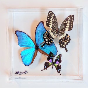 May include: A framed display of three butterflies. A large blue morpho butterfly is in the center, with a smaller black and white butterfly on the right and a smaller purple and green butterfly on the bottom. The butterflies are mounted on a white background.