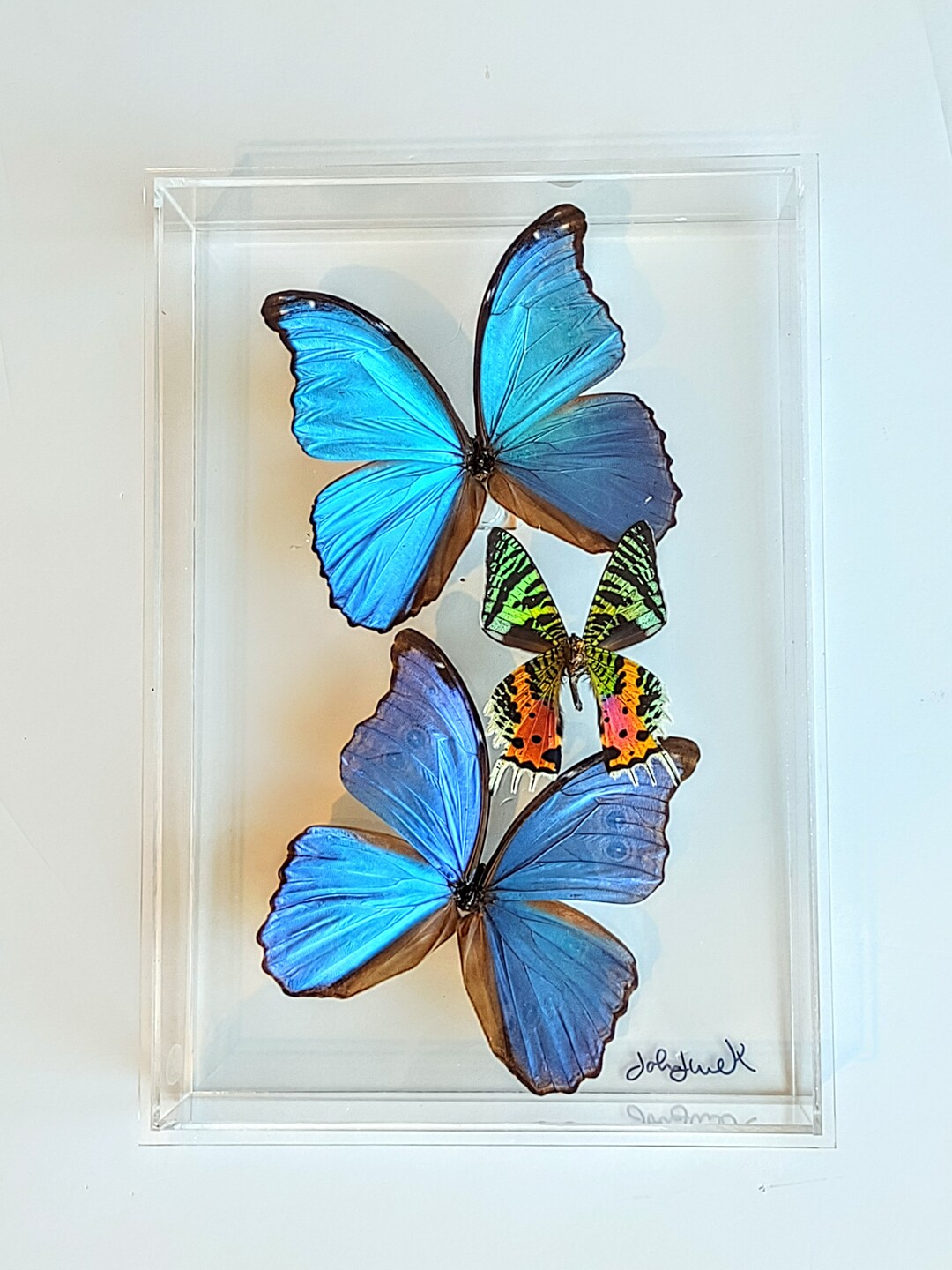 Butterfly Displays, Preserved Butterflies, Framed Butterflies, Mounted