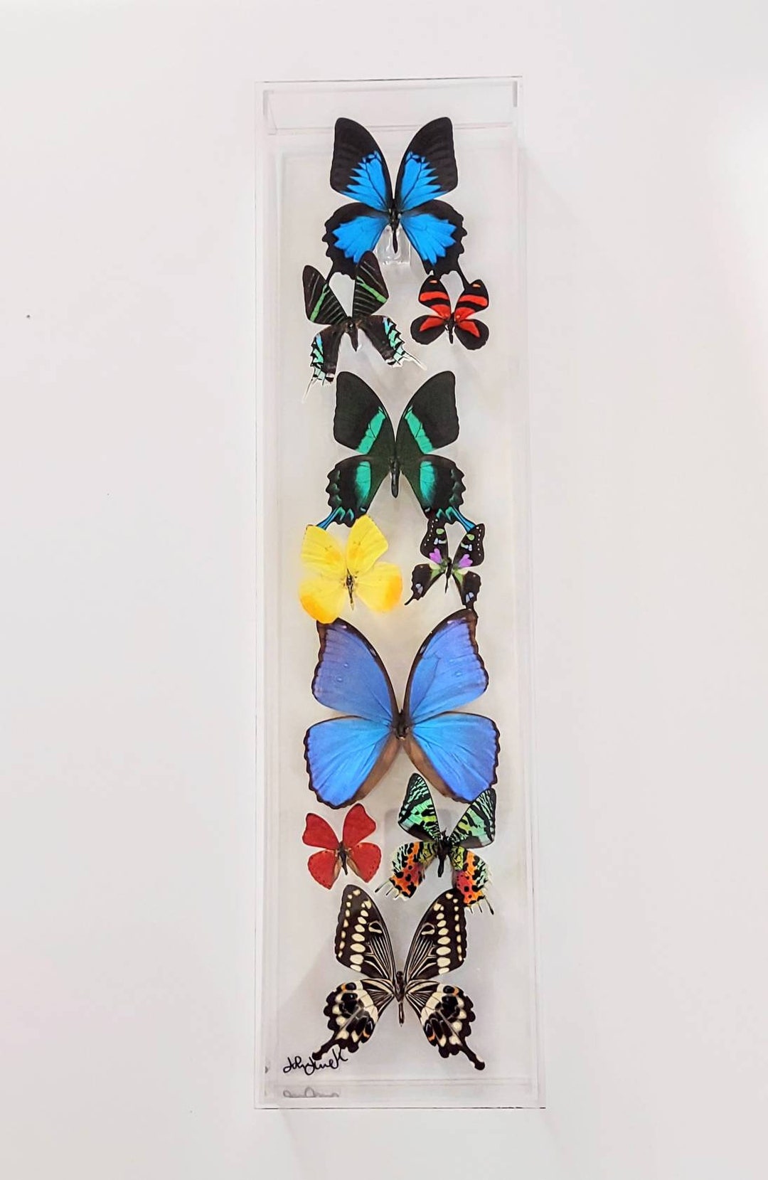 Butterfly Display, Framed Butterflies, Mounted Butterflies, Butterfly ...