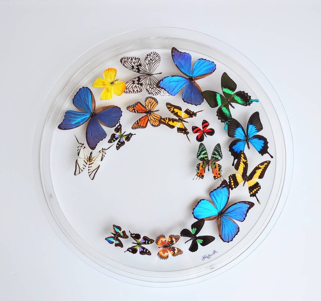 Butterfly Display, Framed Butterflies, Mounted Butterflies, Butterfly ...