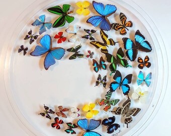 butterfly display, framed butterflies, mounted butterflies, butterfly art, preserved butterfly, butterfly taxidermy, butterfly collection