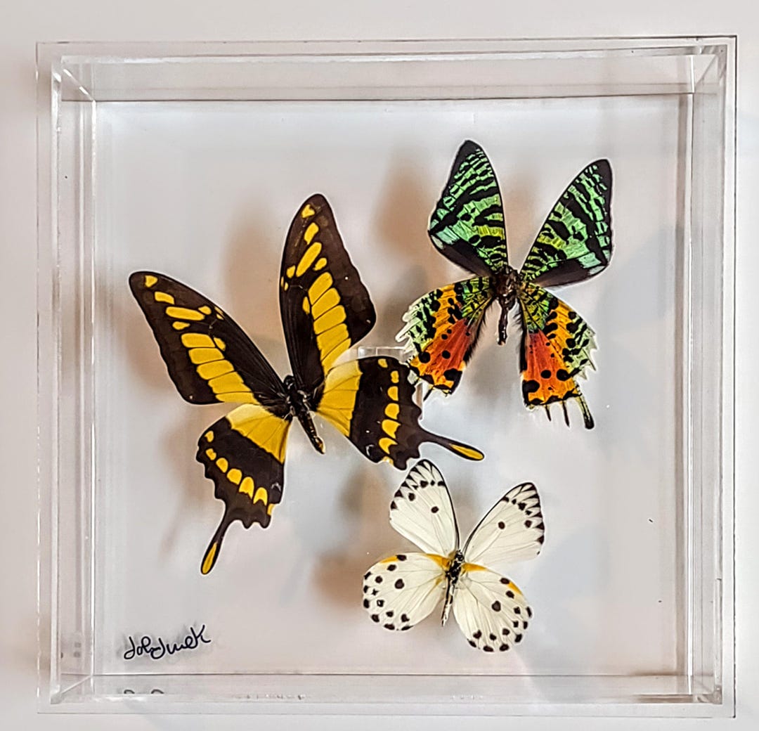 Butterfly Display, Framed Butterflies, Mounted Butterflies, Butterfly ...