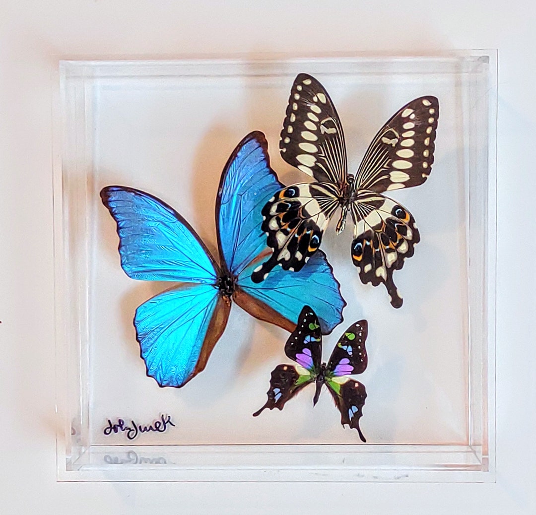 Butterfly Display, Framed Butterflies, Mounted Butterflies, Butterfly ...