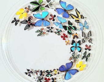 butterfly circle, real butterflies, mounted butterflies, butterfly display, butterfly art
