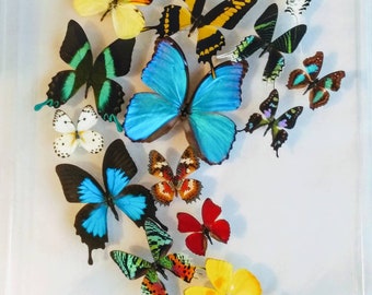 Mounted butterfly art, butterfly displays,framed butterflies, real butterfly artwork, butterflies in acrylic cases,