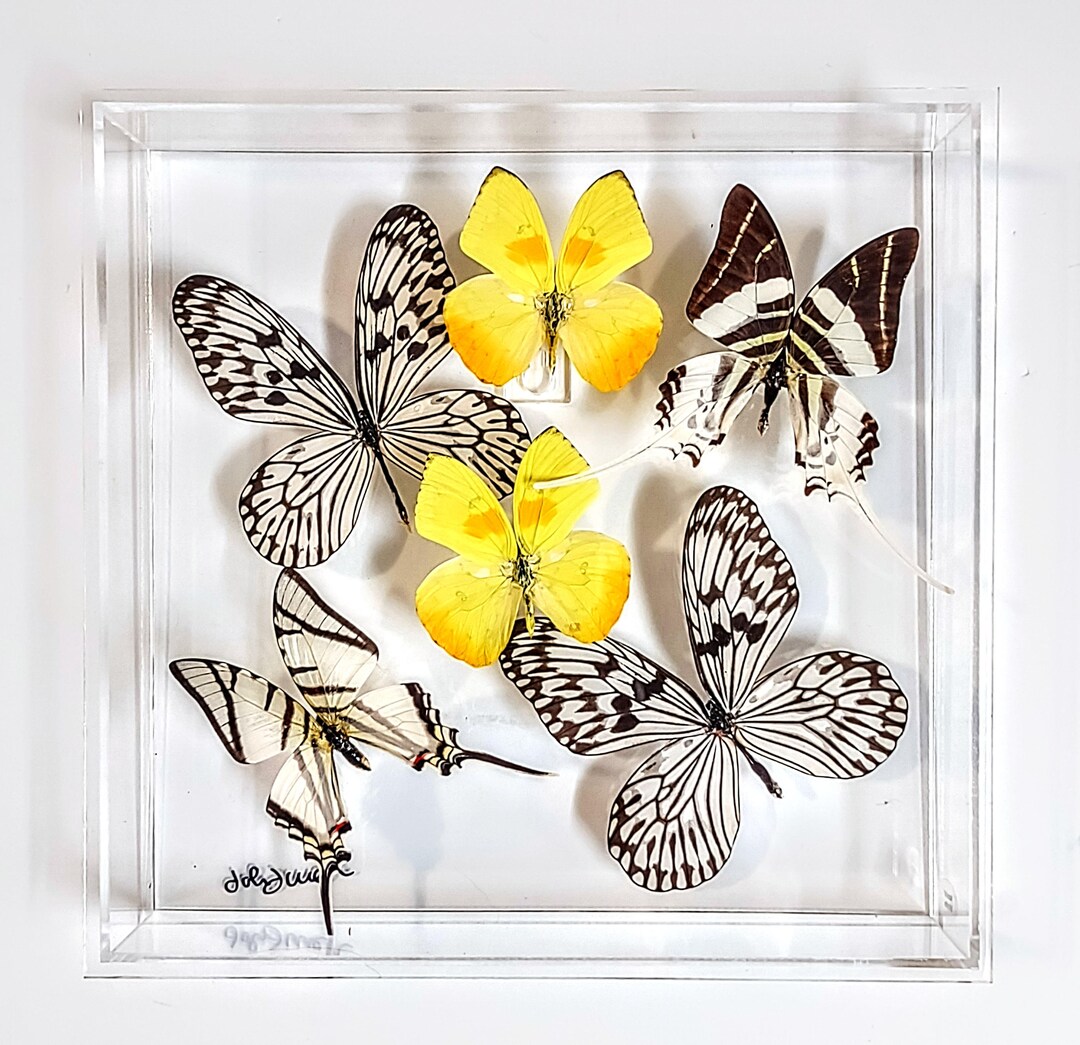 Butterfly Display, Framed Butterflies, Mounted Butterflies, Butterfly ...