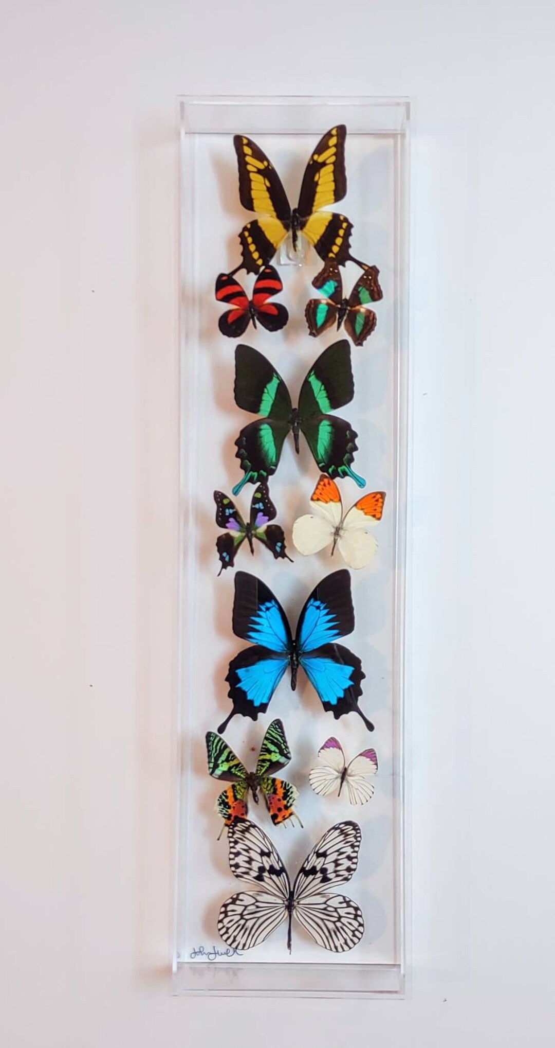 Butterfly Display, Framed Butterflies, Mounted Butterflies, Butterfly ...