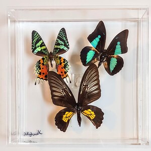 butterfly display, framed butterflies, mounted butterflies, butterfly art, real butterfly artwork, butterflies in acrylic cases
