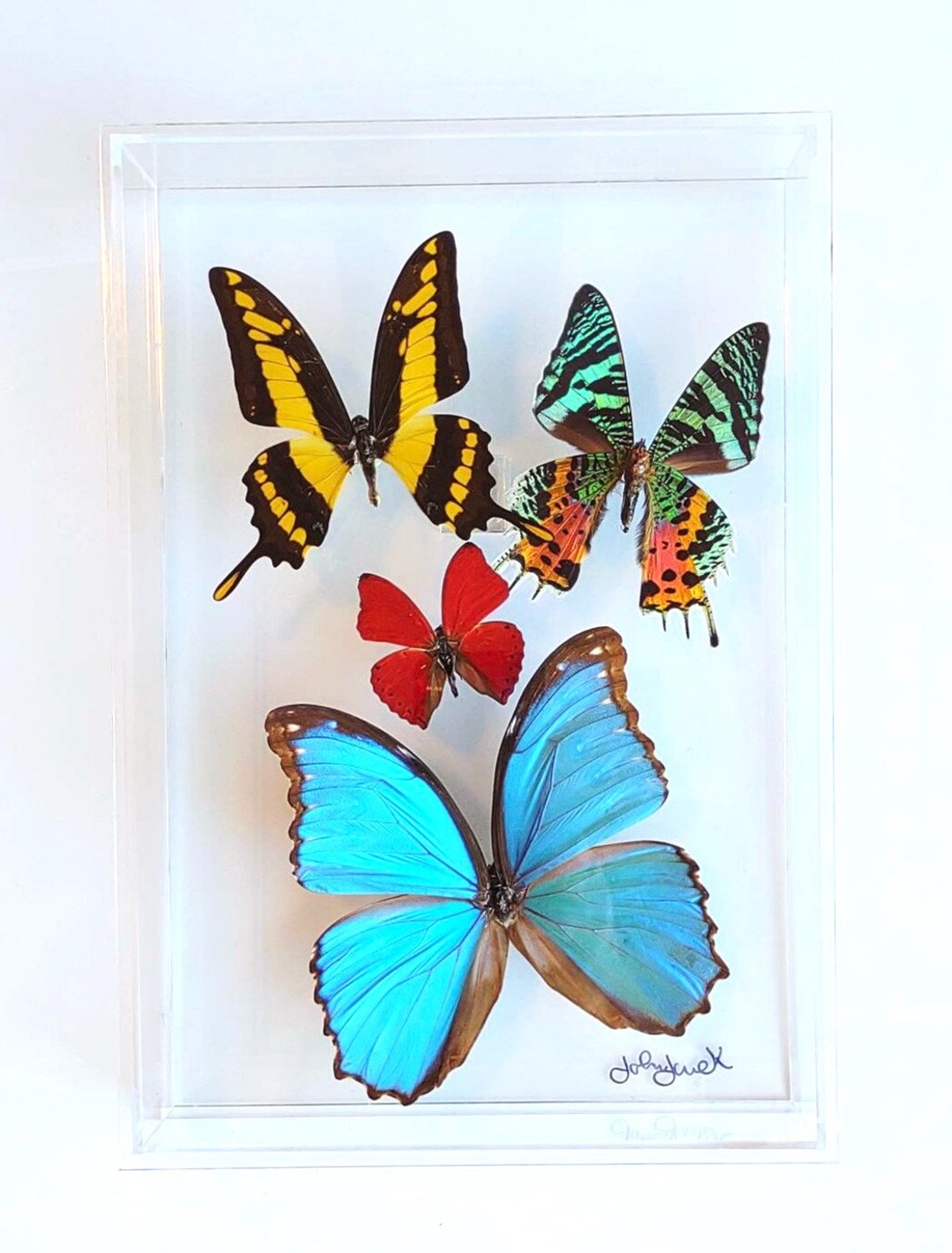 Butterfly Display, Framed Butterflies, Mounted Butterflies, Butterfly ...