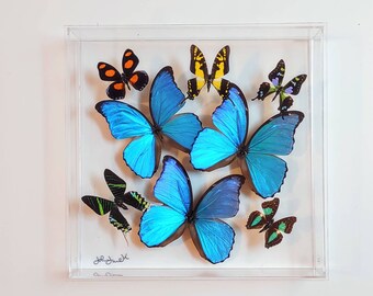 butterfly display, framed butterflies, mounted butterflies, butterfly art, real butterfly artwork, butterflies in acrylic cases
