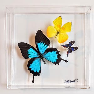 butterfly display, framed butterflies, mounted butterflies, butterfly art, real butterfly artwork, butterflies in acrylic cases