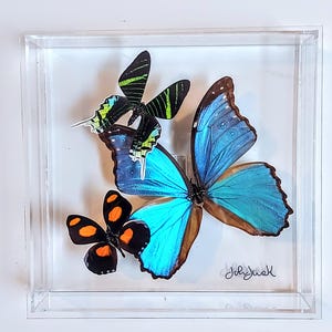 butterfly display, framed butterflies, mounted butterflies, butterfly art, real butterfly artwork, butterflies in acrylic cases