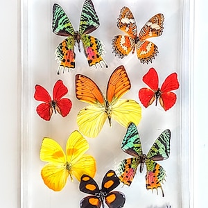 butterfly display, framed butterflies, mounted butterflies, butterfly art, real butterfly artwork, butterflies in acrylic cases