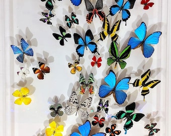 25x35 Mounted butterflies, real butterfly, butterfly display, framed butterflies, mounted butterflies, preserved butterfly