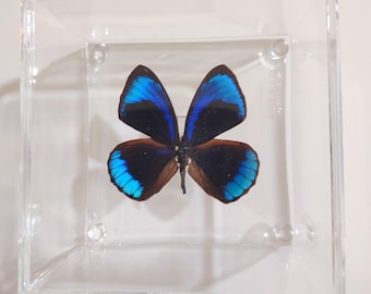 butterfly display, framed butterflies, mounted butterflies, butterfly art, real butterfly artwork, butterflies in acrylic cases