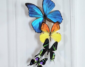 butterfly display, framed butterflies, mounted butterflies, butterfly art, preserved butterfly, butterfly taxidermy, butterfly collection